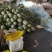 冰淇淋玉菇，香甜软糯，老少皆宜，大量上市。