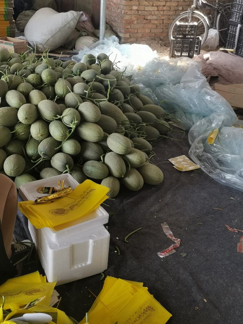 冰淇淋玉菇，香甜软糯，老少皆宜，大量上市。