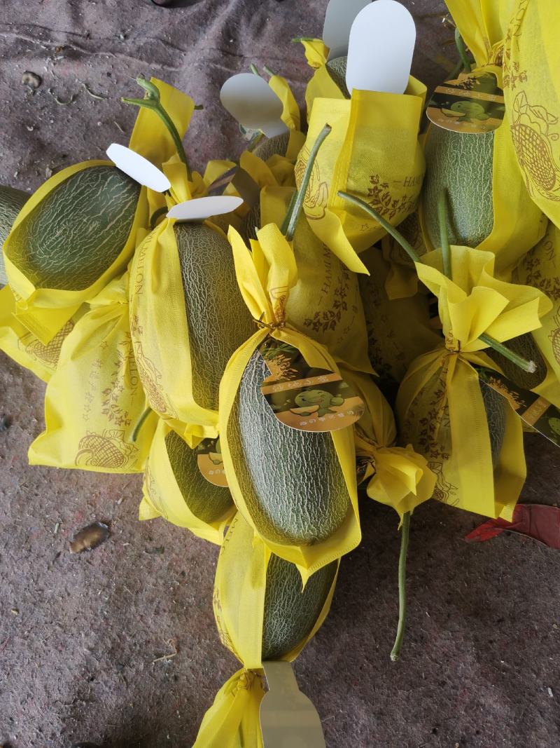 冰淇淋玉菇，香甜软糯，老少皆宜，大量上市。