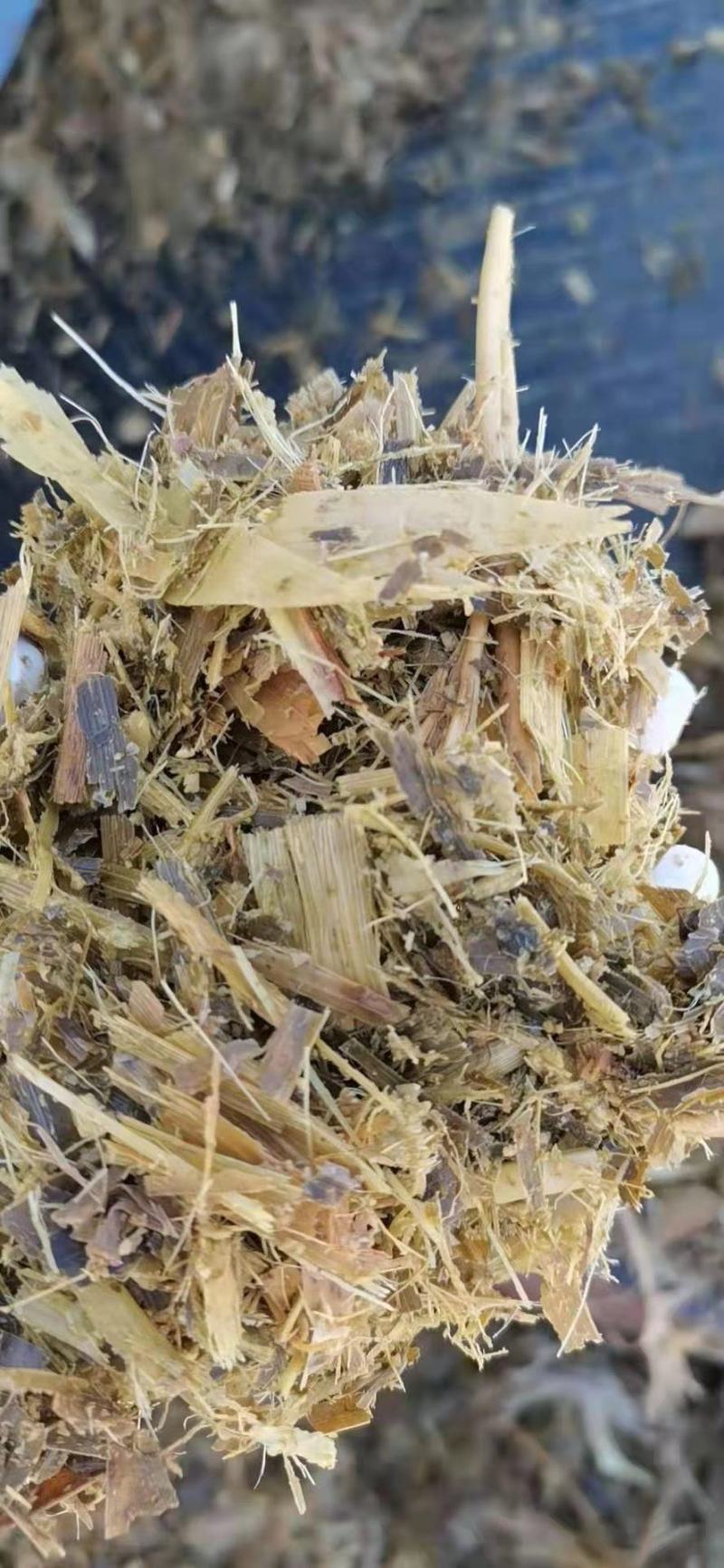 玉米青贮饲料，厂家直销，质量保证量大从优