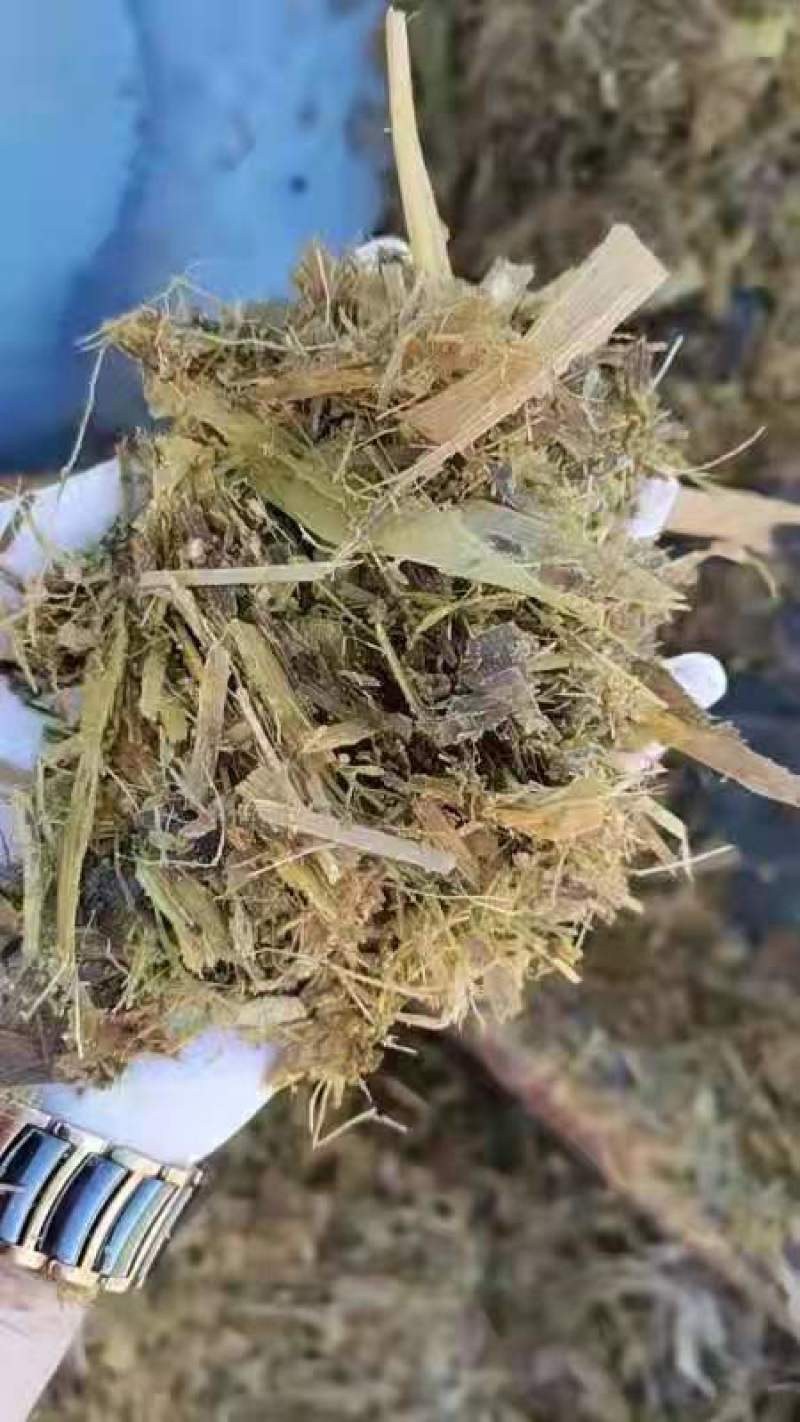 玉米青贮饲料，厂家直销，质量保证量大从优