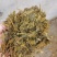 玉米青贮饲料，厂家直销，质量保证量大从优