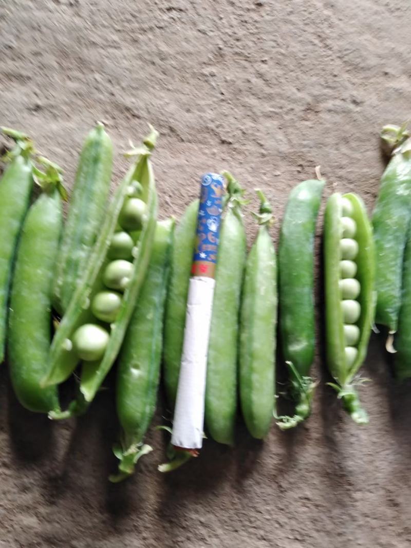 豌豆荚鲜货，电商货、市场货，支持各种包装，可视频看货
