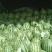 山东甜王西瓜已大量上市，产地货源皮薄汁多诚信代办，代发货