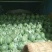 山东甜王西瓜已大量上市，产地货源皮薄汁多诚信代办，代发货