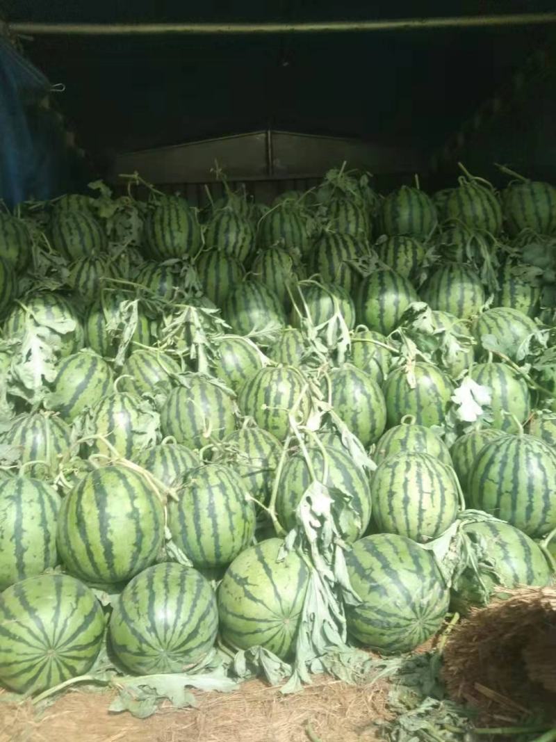 山东甜王西瓜已大量上市，产地货源皮薄汁多诚信代办，代发货
