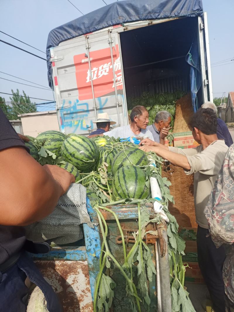 山东甜王西瓜已大量上市，产地货源皮薄汁多诚信代办，代发货