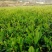 银针绿茶