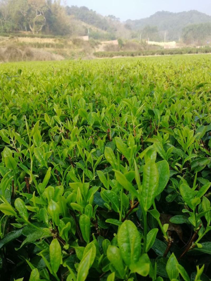 银针绿茶