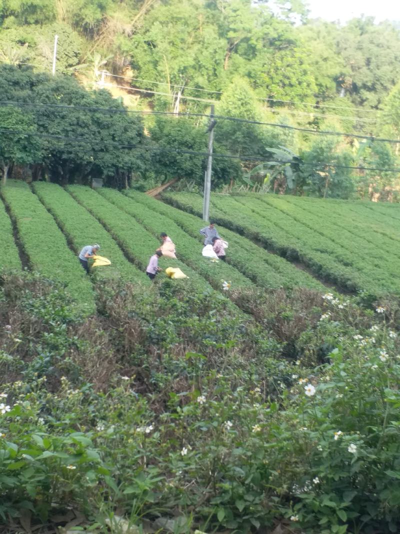 银针绿茶