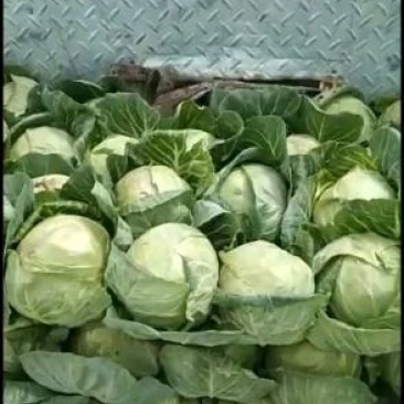 精品蔬菜实力代办团队