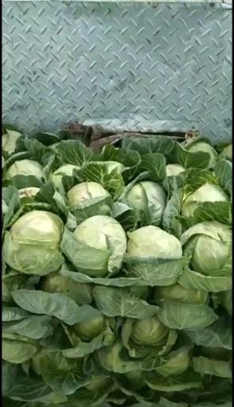 精品蔬菜实力代办团队