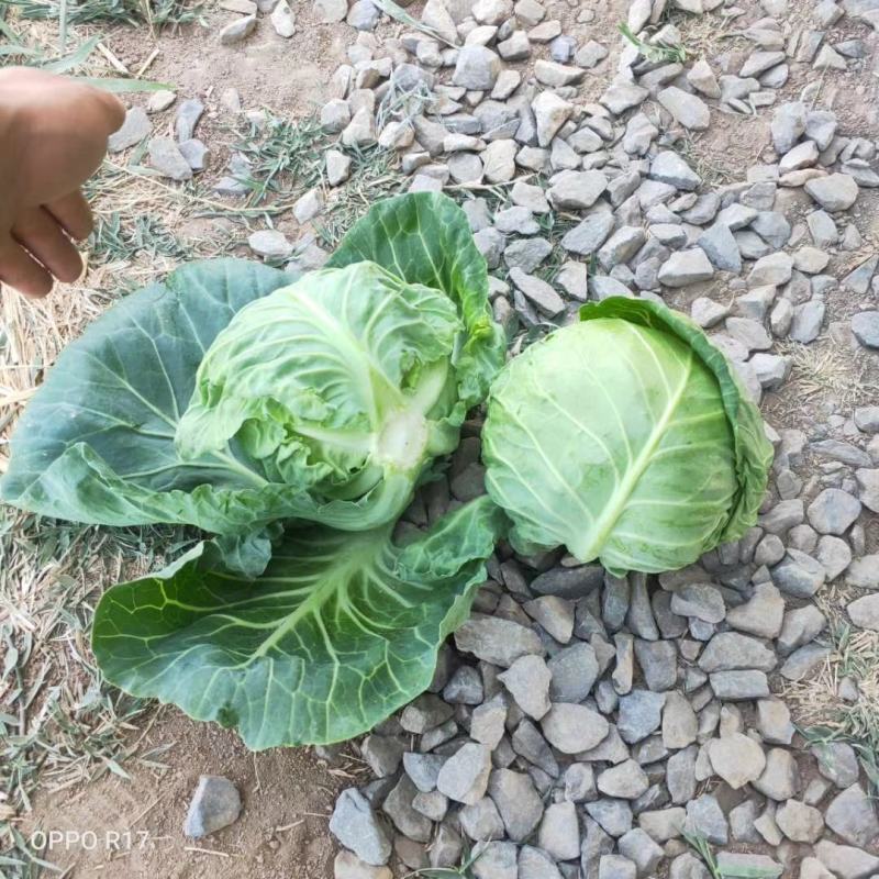 精品蔬菜实力代办团队