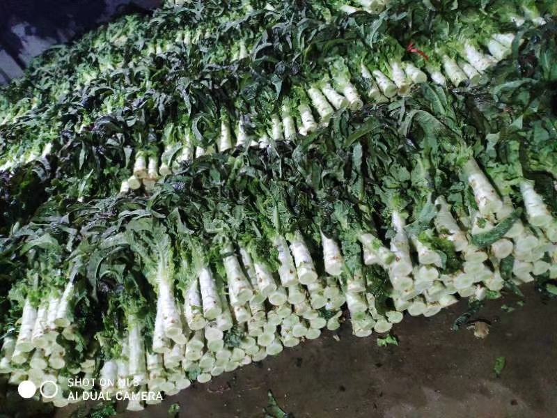 精品蔬菜实力代办团队
