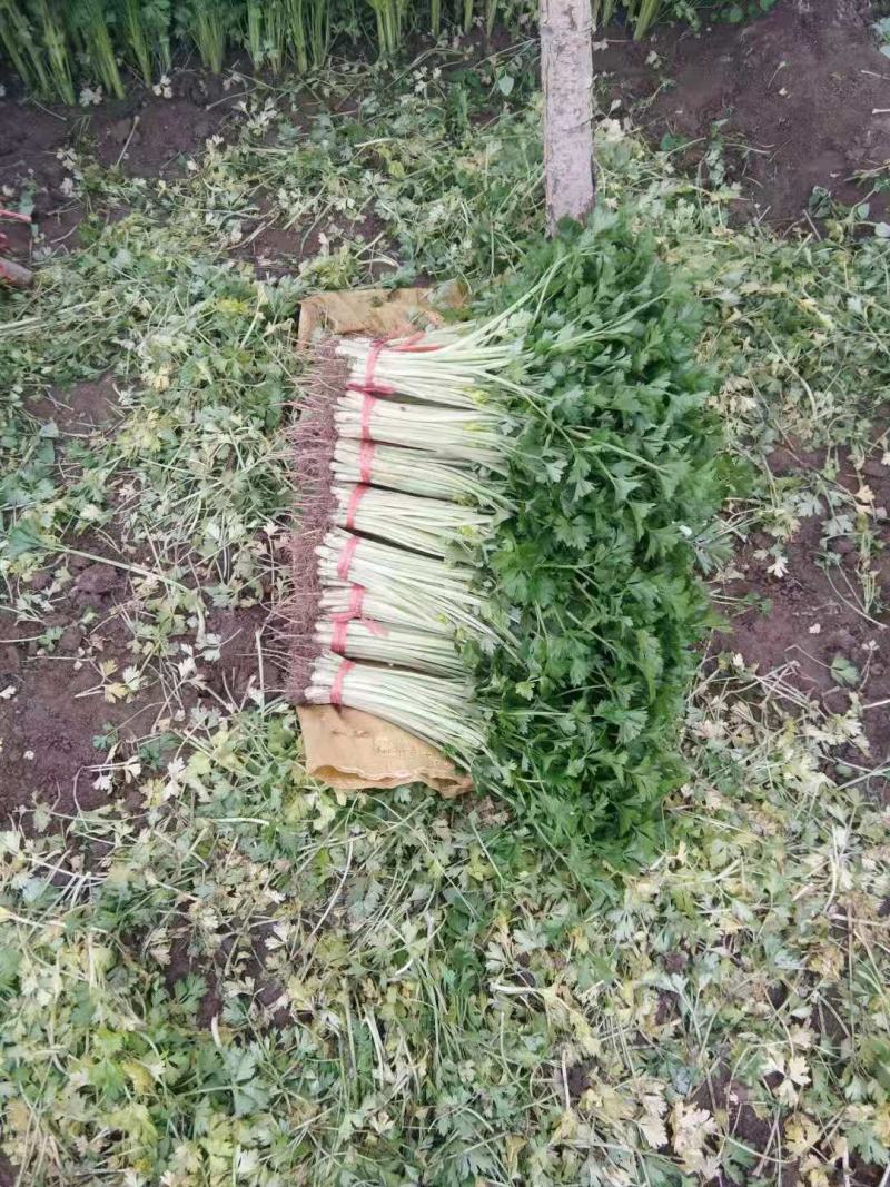 西宁高原毛芹菜，陆续上市，欢迎各界老板来电咨询，实地考察