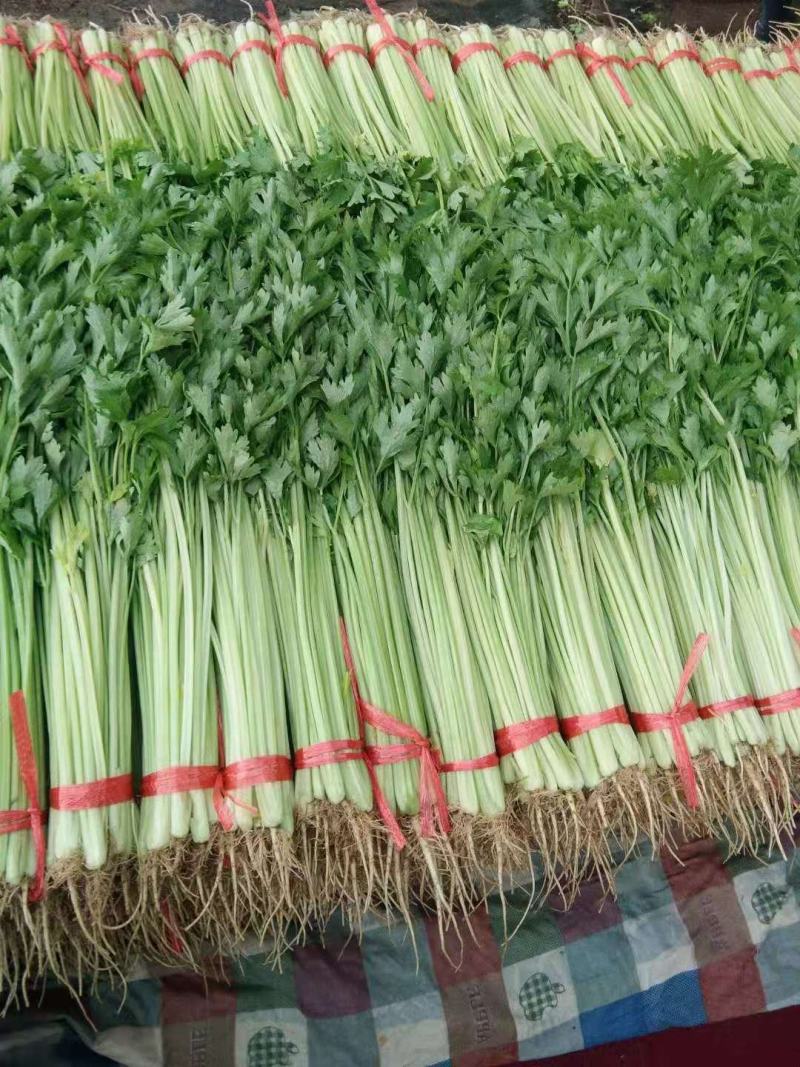 西宁高原毛芹菜，陆续上市，欢迎各界老板来电咨询，实地考察