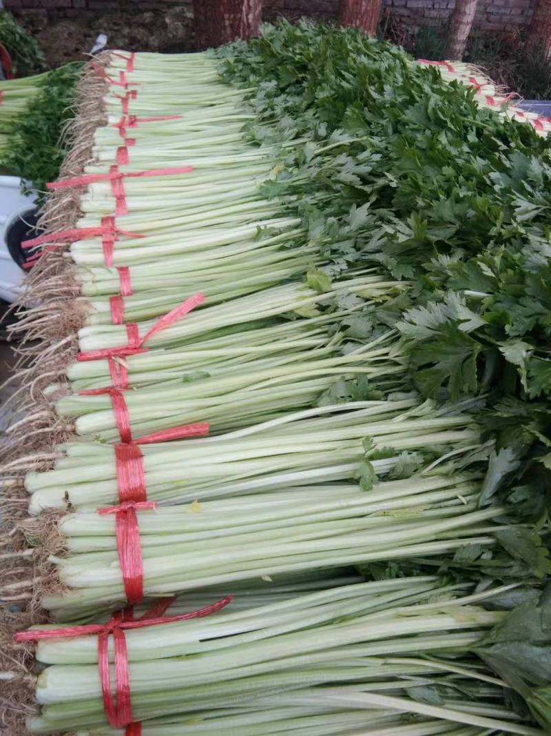 西宁高原毛芹菜，陆续上市，欢迎各界老板来电咨询，实地考察