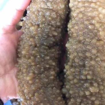 北部湾和南海海域的黄肉参