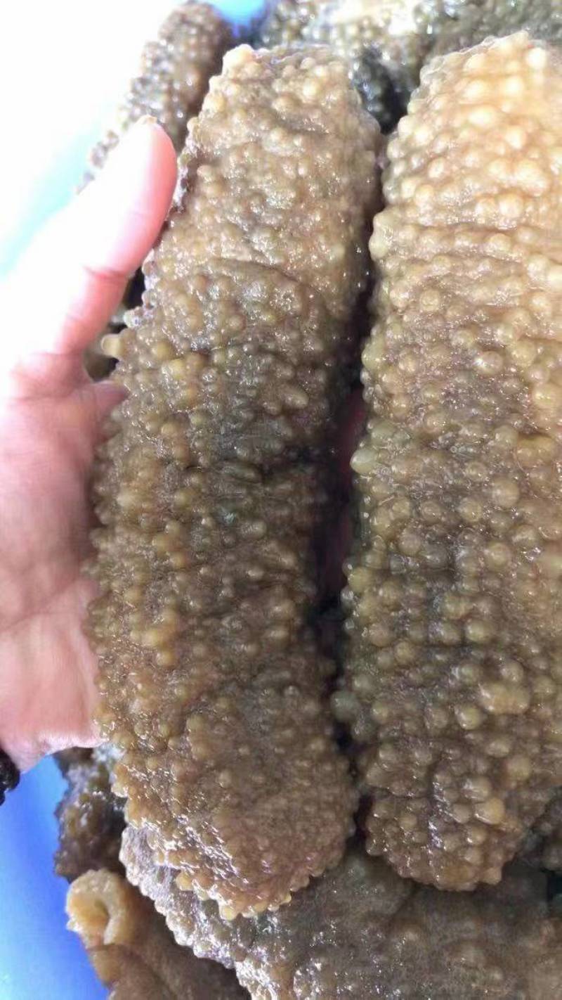 北部湾和南海海域的黄肉参