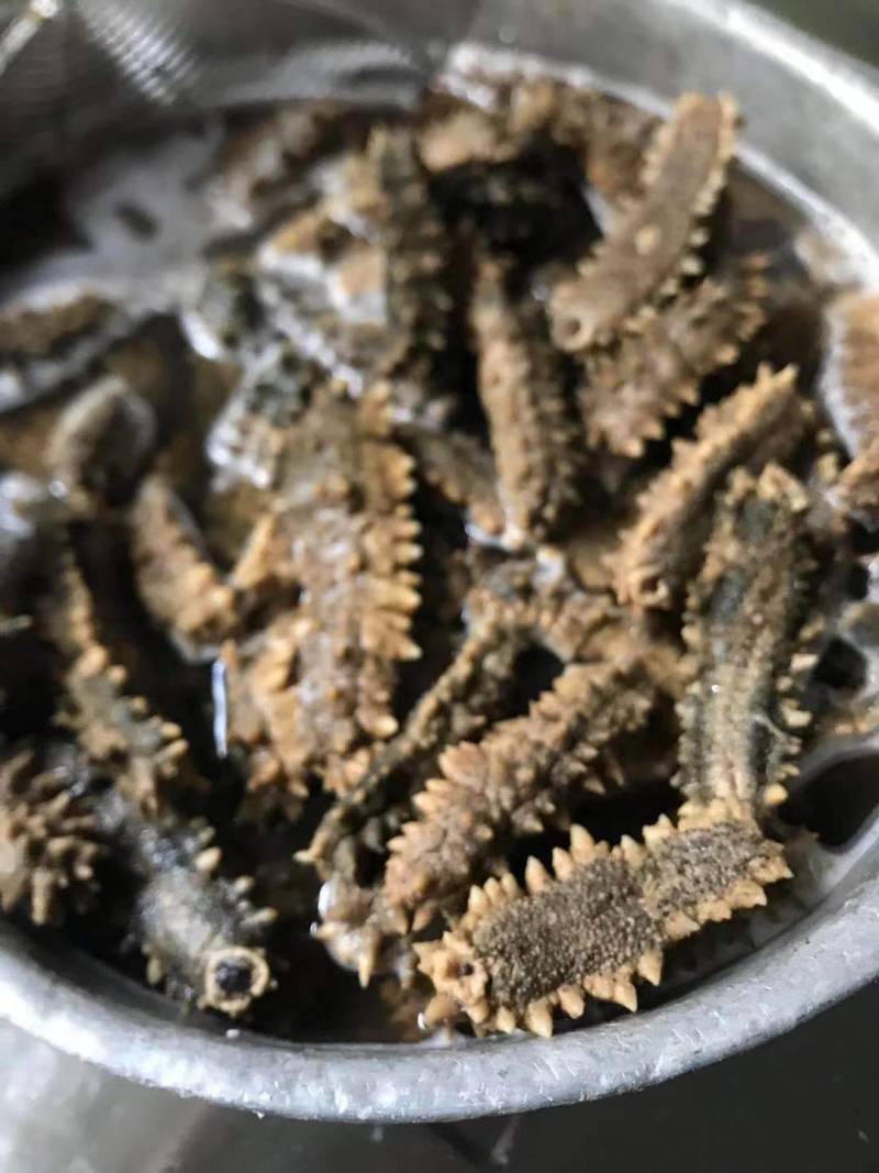 北部湾和南海海域的黄肉参