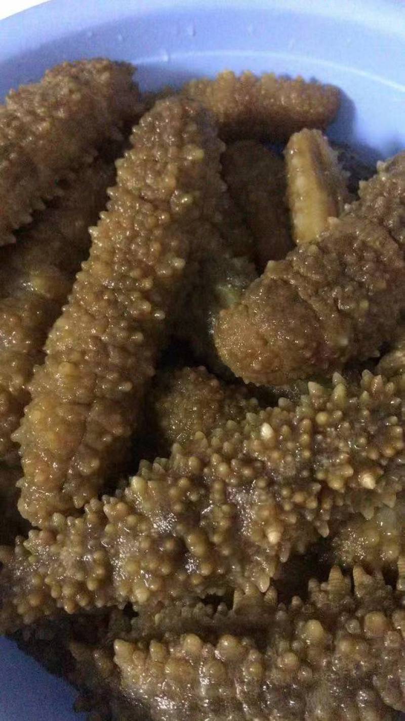 北部湾和南海海域的黄肉参