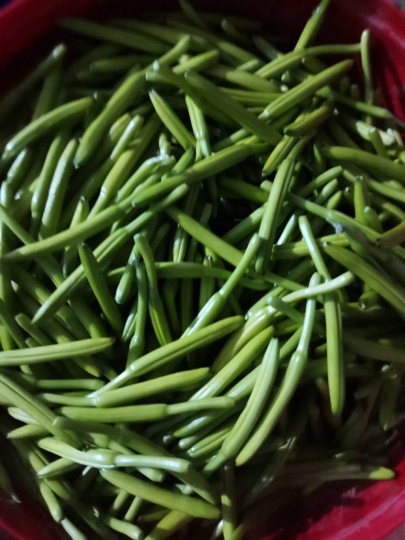 黄花菜
