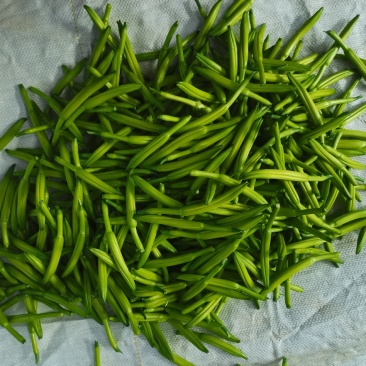 黄花菜
