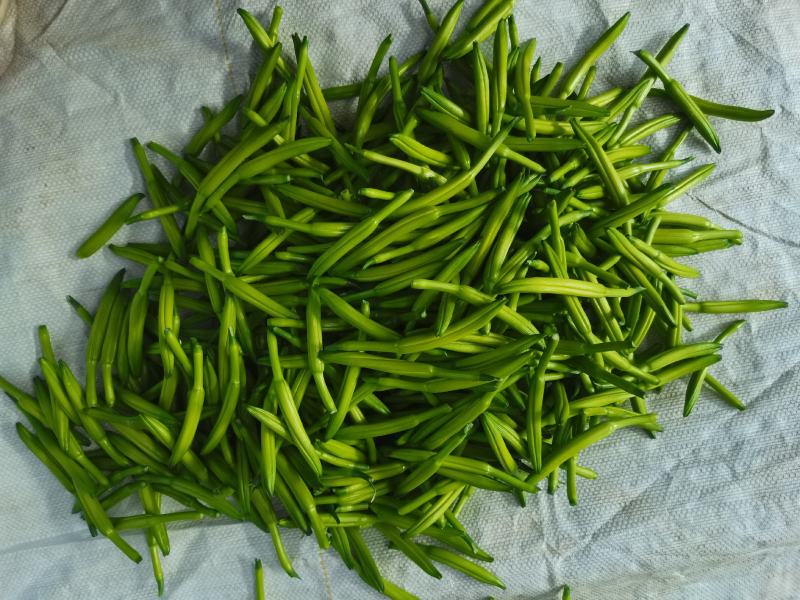 黄花菜