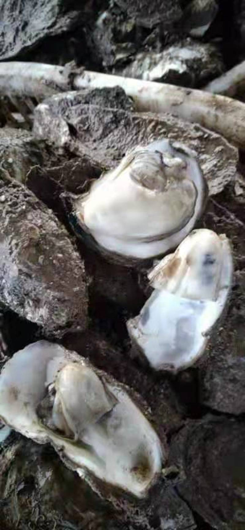 北部湾钦州生蚝