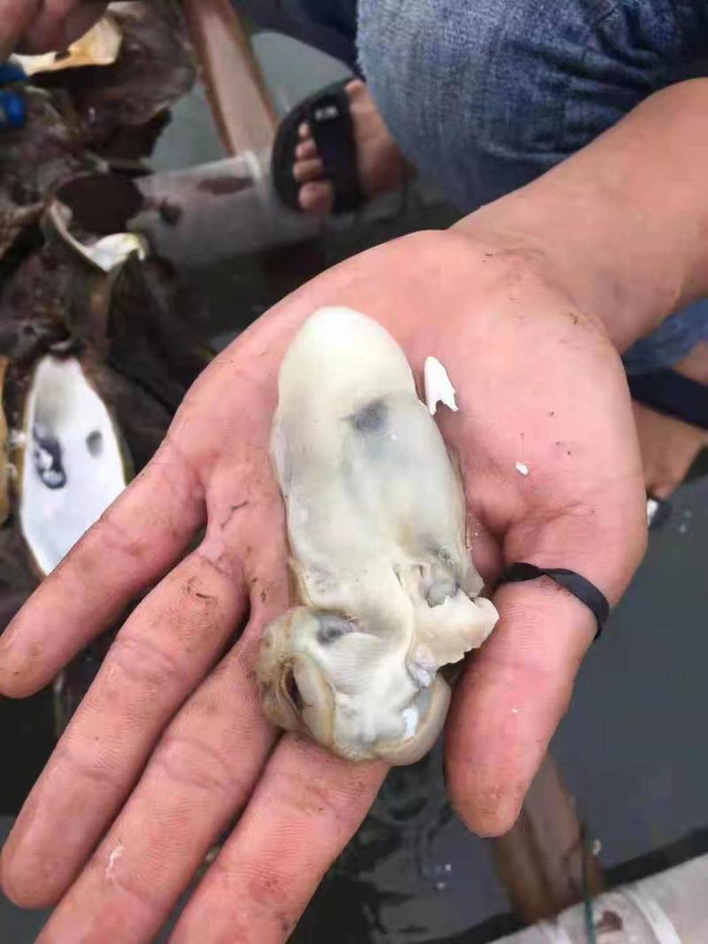 北部湾钦州生蚝