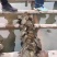 北部湾钦州生蚝