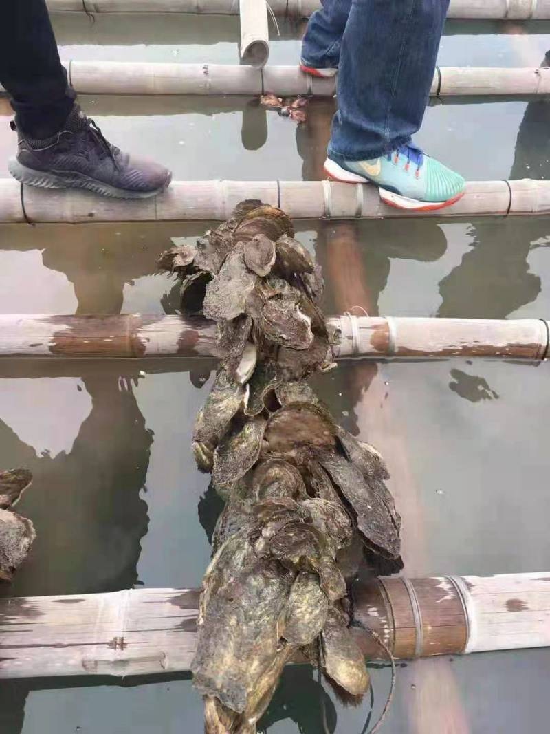 北部湾钦州生蚝