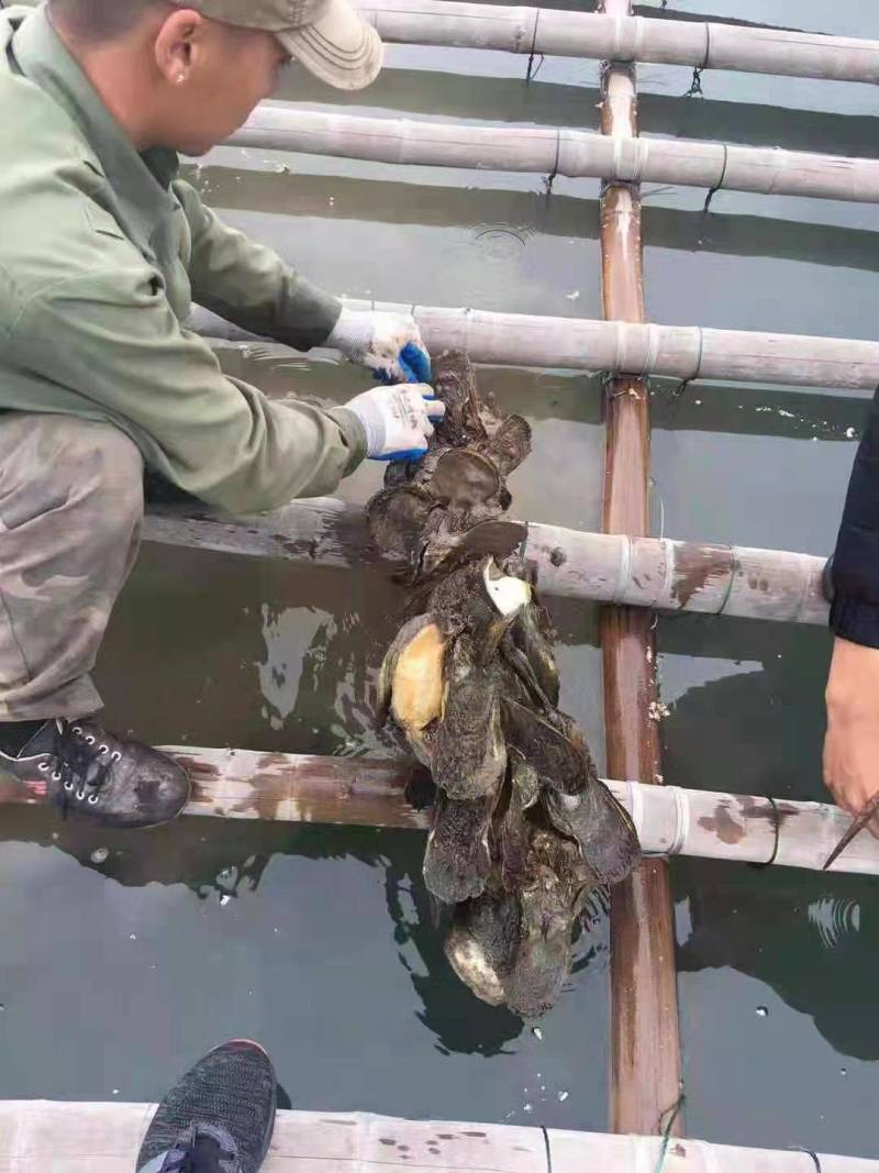 北部湾钦州生蚝