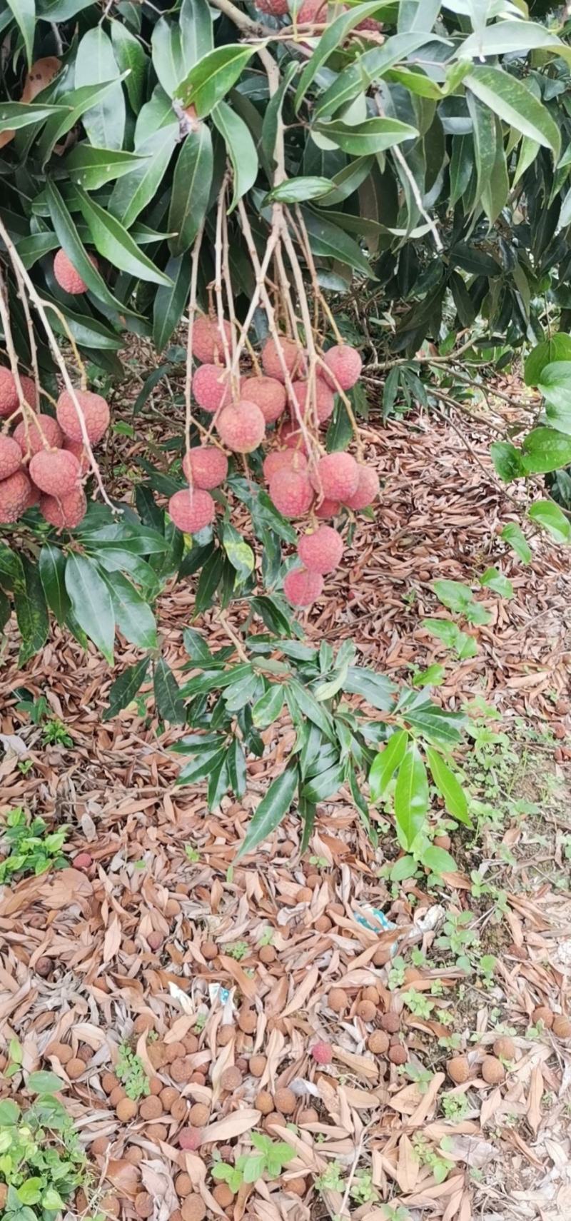 现货现发新鲜荔枝酸甜荔枝非妃子笑应季当季水果