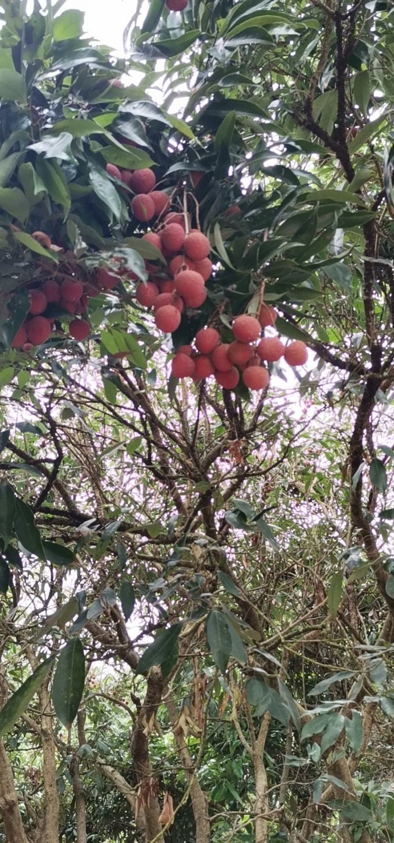 现货现发新鲜荔枝酸甜荔枝非妃子笑应季当季水果