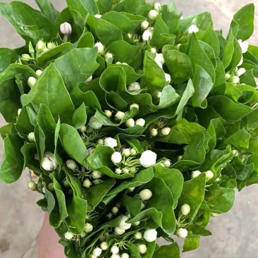 茉莉花鲜切花茉莉花批发一扎40多支包邮云南鲜花直发