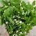 茉莉花鲜切花茉莉花批发一扎40多支包邮云南鲜花直发
