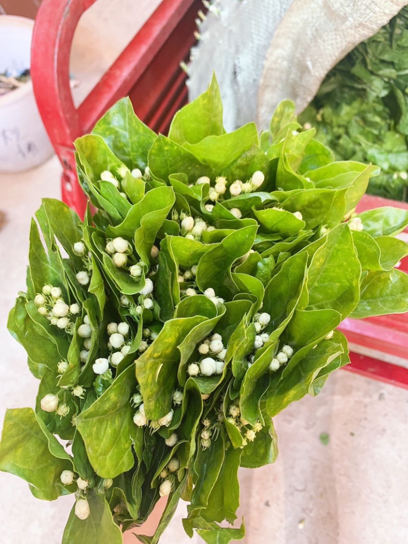 茉莉花鲜切花茉莉花批发一扎40多支包邮云南鲜花直发