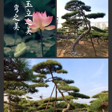 精品造型松