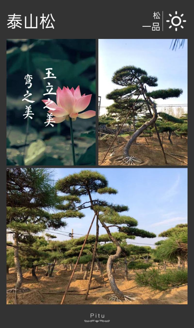 精品造型松