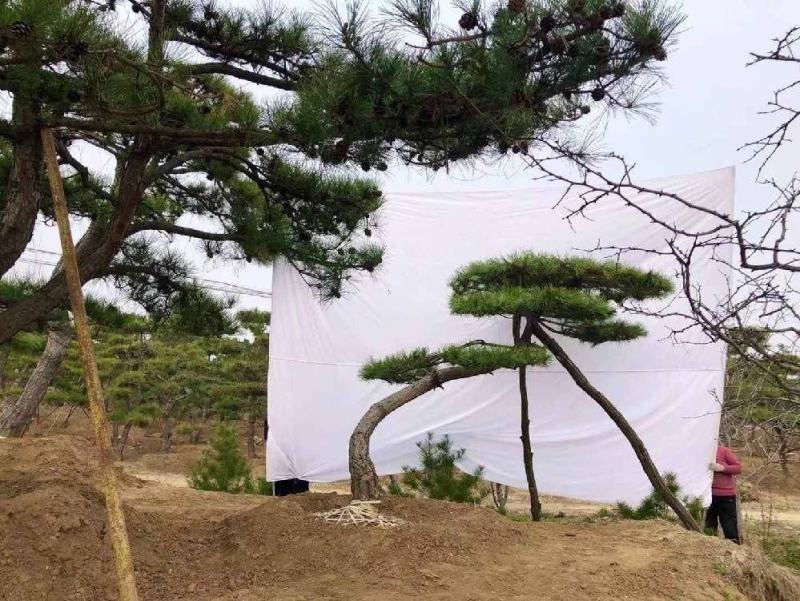 精品造型松