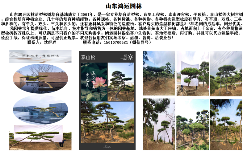 18-20公分工程用造型松