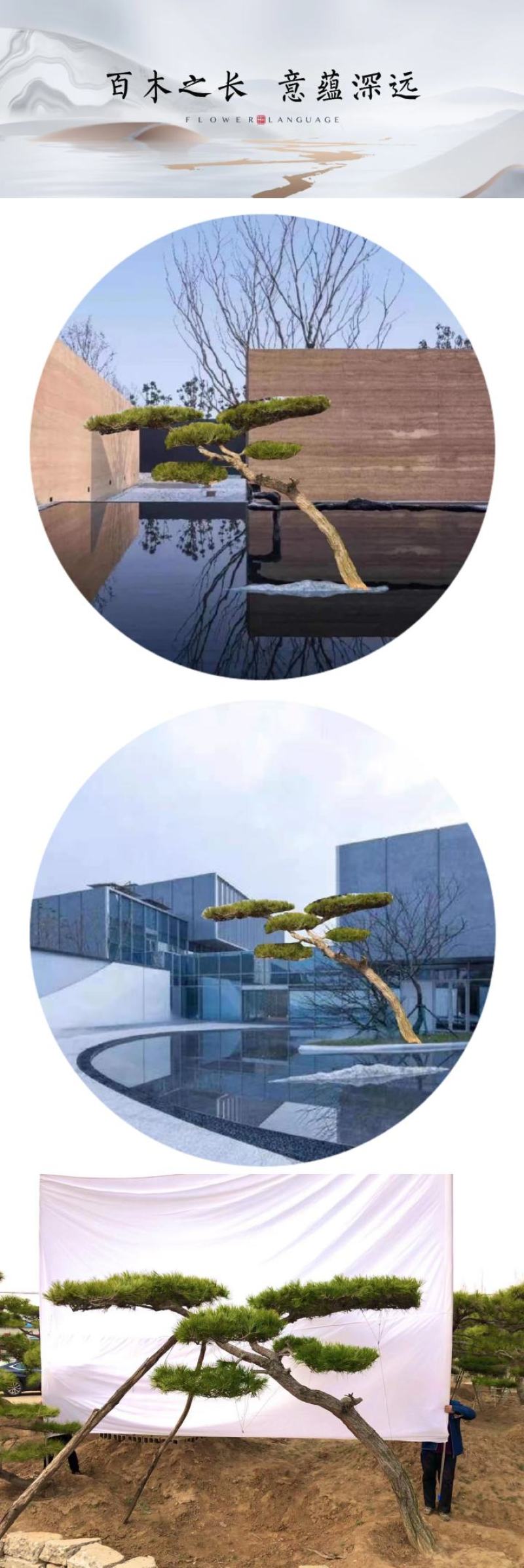 18-20公分工程用造型松