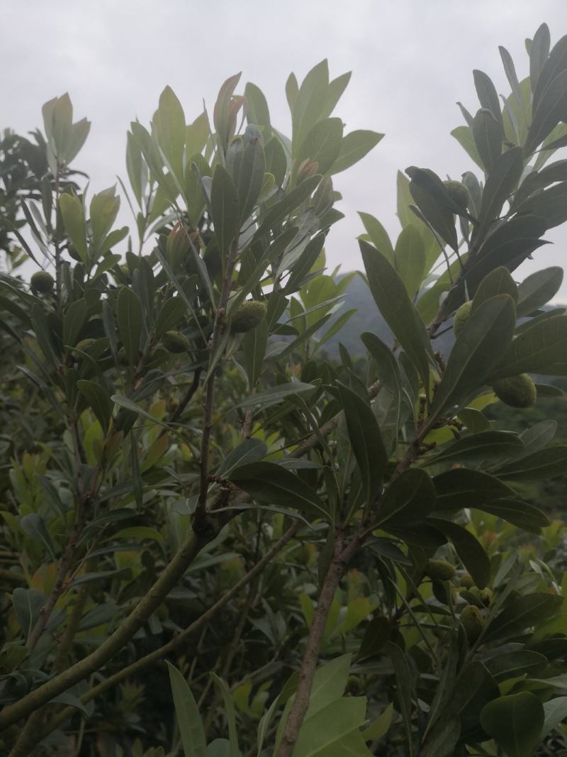 杨梅