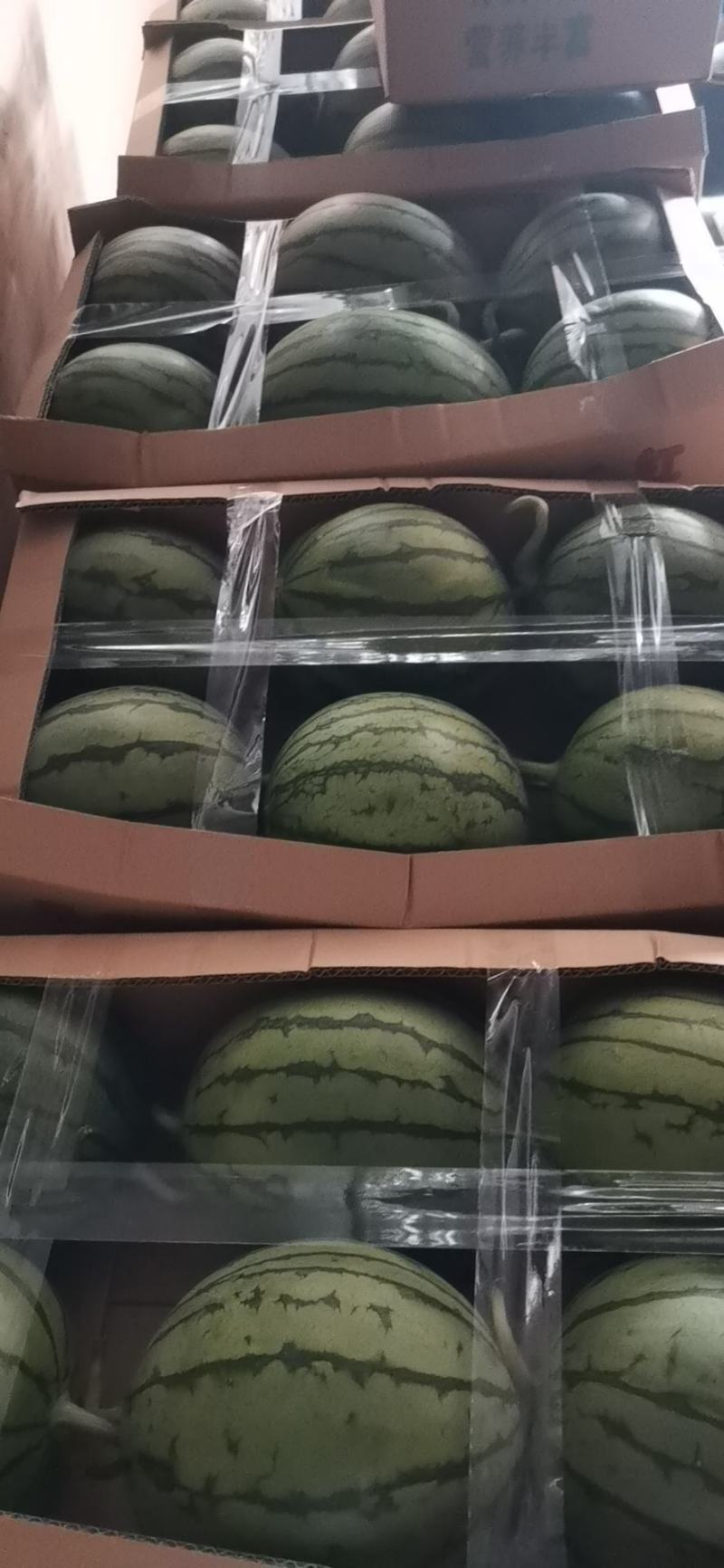 【浙江精品】早春红玉产地直发甘美4k品种齐全诚信经营