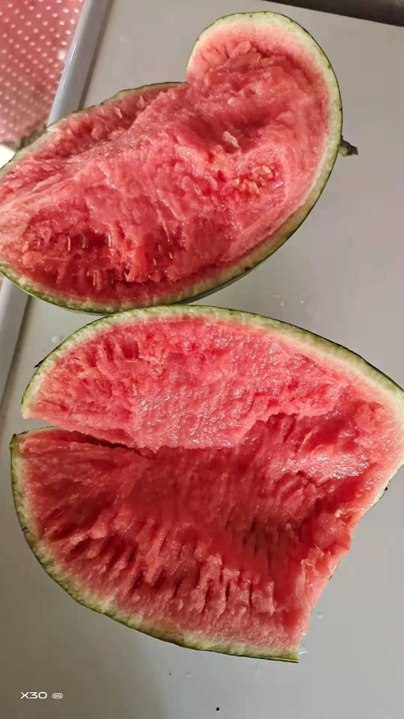 【蒋氏精品】早春红玉，佳秀6号