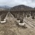 辽宁开原精品榆叶梅花瓶造型紫叶稠李花瓶造型繁育基地