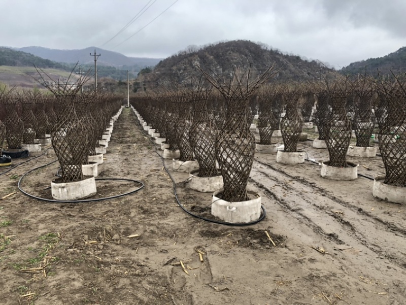 辽宁开原精品榆叶梅花瓶造型紫叶稠李花瓶造型繁育基地