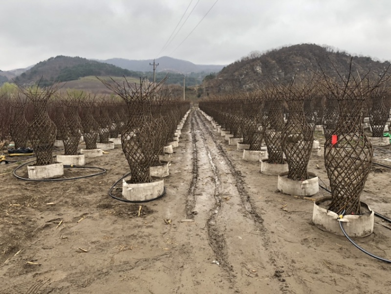 辽宁开原精品榆叶梅花瓶造型紫叶稠李花瓶造型繁育基地