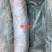 商品鳄鱼可帮杀每条都可带合法养殖的标签可直接下单
